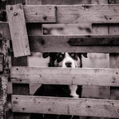 Useful Steps On How To Keep Your Dog Inside Your Yard Fence
