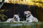 Labrador Retriever Dogs