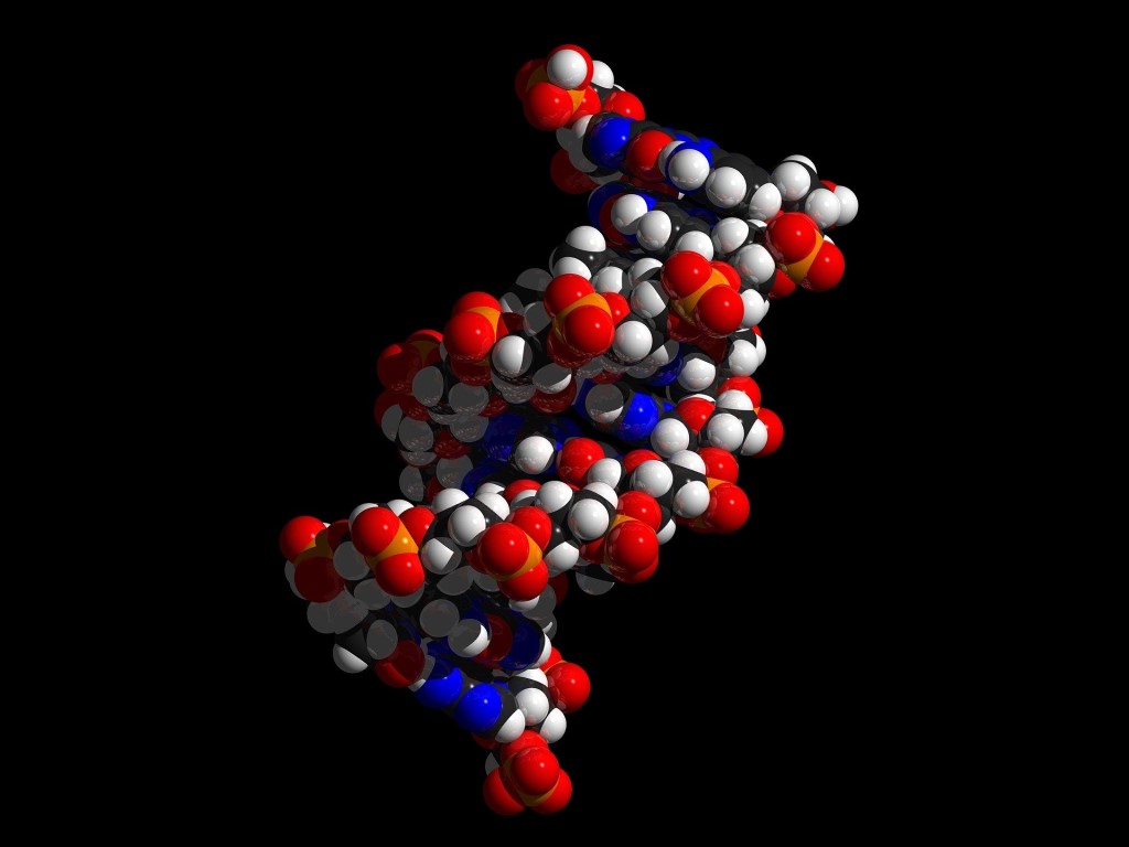 DNA molecule.