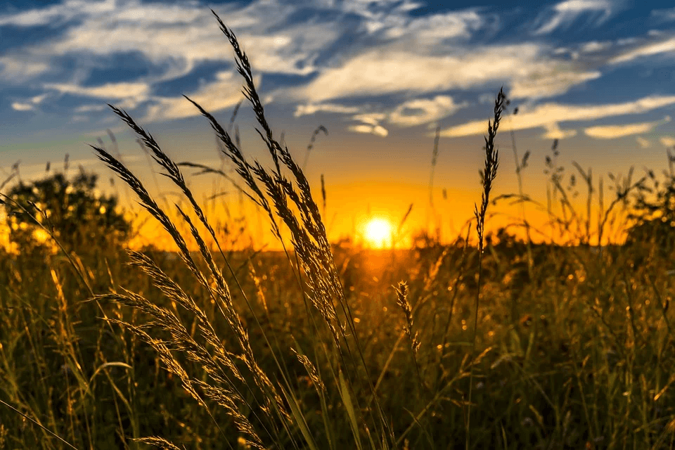 Application of Digital Technologies in Agriculture - An Initiative by IIT Kharagpur