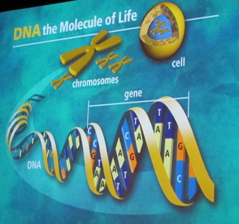 Mapping DNA