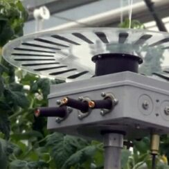 Is That True? Laser Technology Can Help Plants in Growing With 2x Speed