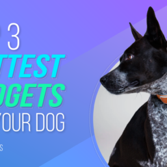 Top 3 Hottest Gadgets for Your Dog
