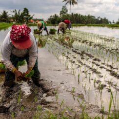 10 Essential Rice Farming Tips You Must Adopt