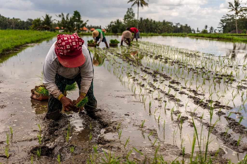 10 Essential Rice Farming Tips You Must Adopt